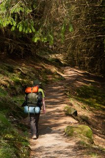 Walking along a forest trail