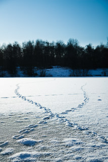 Footsteps cross the lake