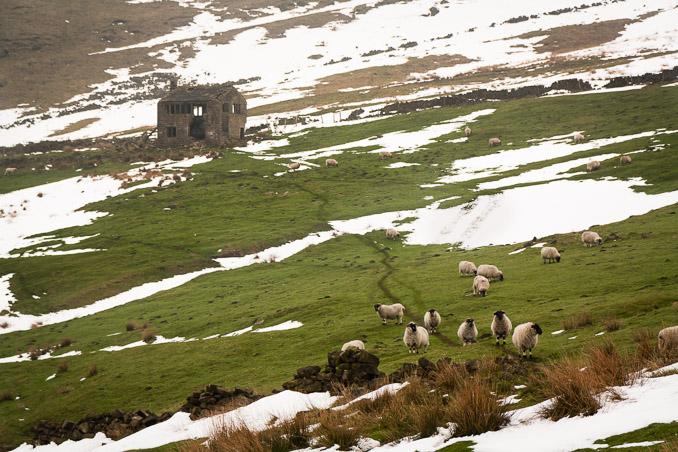 Dovestone Sheep